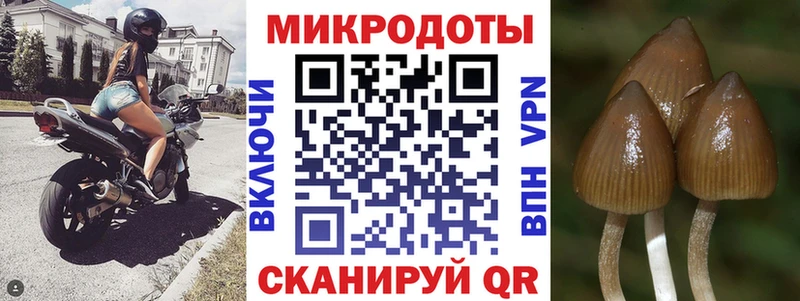 купить наркотики сайты  Бабаево  Галлюциногенные грибы Psilocybe 